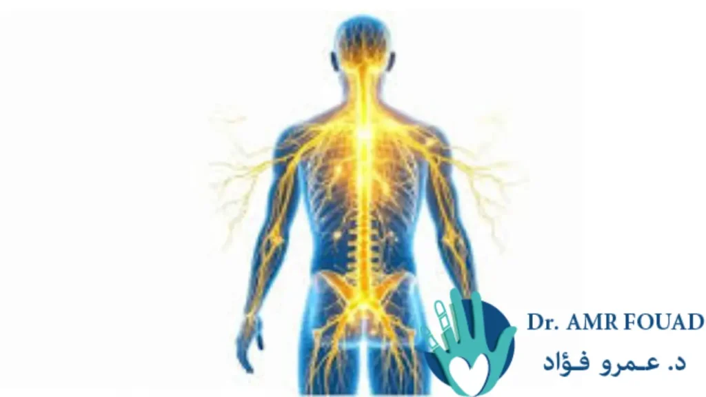 الضفيرة العصبية للقلب